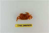 藏品(絨毛近方蟹)的圖片